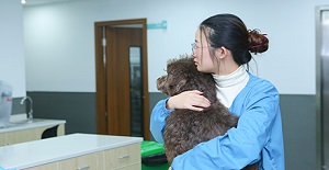 貓狗什么時候做絕育手術(shù)合適?