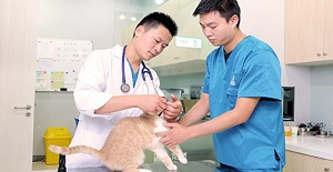 貓狗絕育手術(shù)護理
