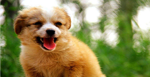 狗狗狂犬疫苗多少錢？