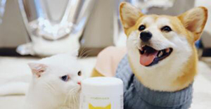 犬貓耳部疾病要當心，一旦嚴重要送醫