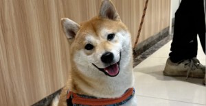 狗皮膚病有結痂掉毛用什么藥？