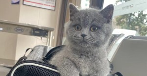 貓咪用頭蹭我是什么意思？