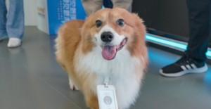 狗狗眼屎像膿一樣是什么原因？
