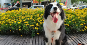 狗狗上吐下瀉還拉血怎么回事？