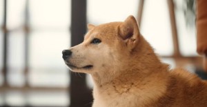 母狗發(fā)情期多久？